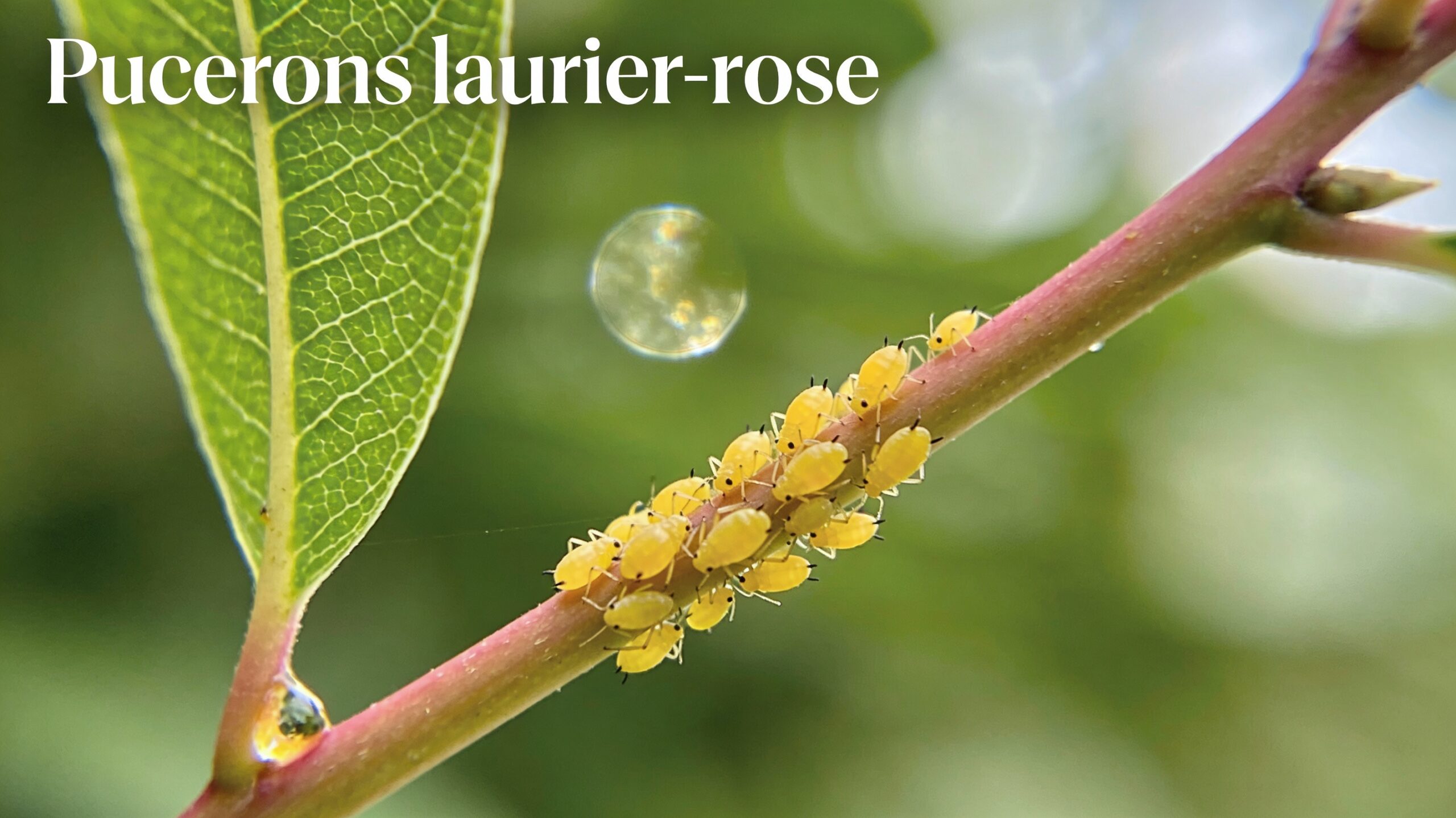 Macro photo d’une colonie de pucerons jaunes sur une feuille de laurier-rose, avec miellat visible