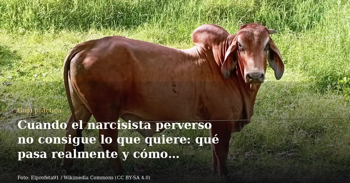Cuando el narcisista perverso no consigue lo que quiere: qué pasa realmente y cómo protegerte