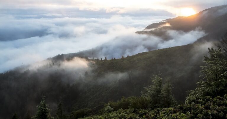 Brume et lever de soleil sur une crête boisée, image de signes et de synchronicités